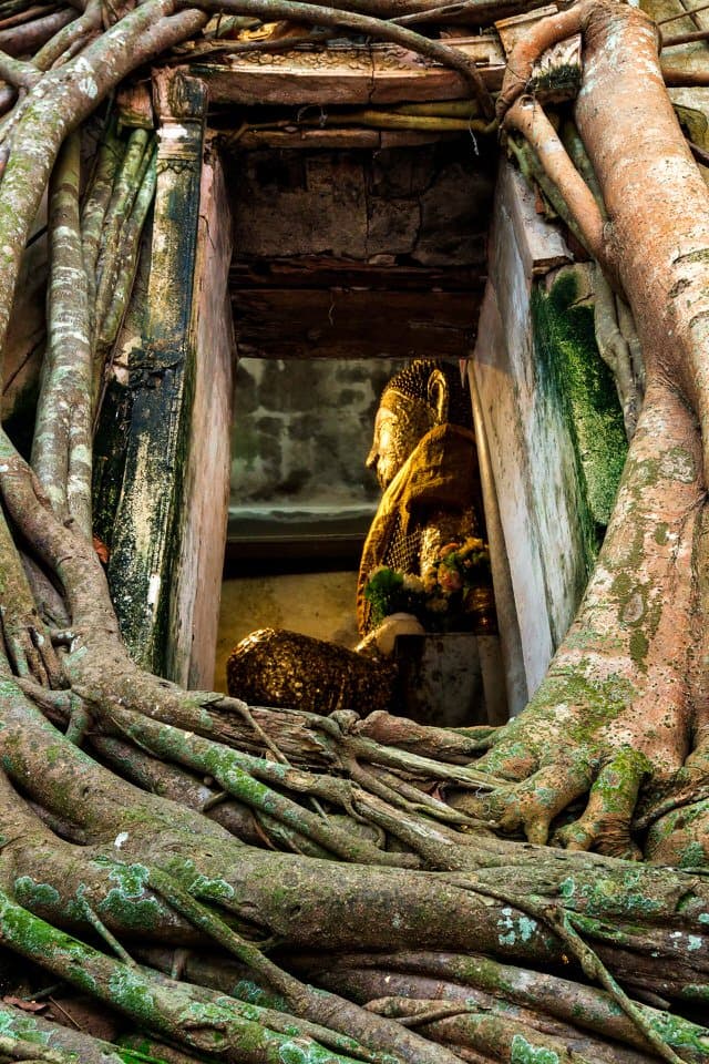 Golden Buddha statue surrounded by ancient tree roots