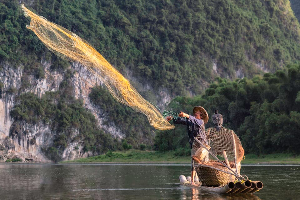 Cormorant fisherman casting a yellow net at sunrise on the Li River in Guilin, China.