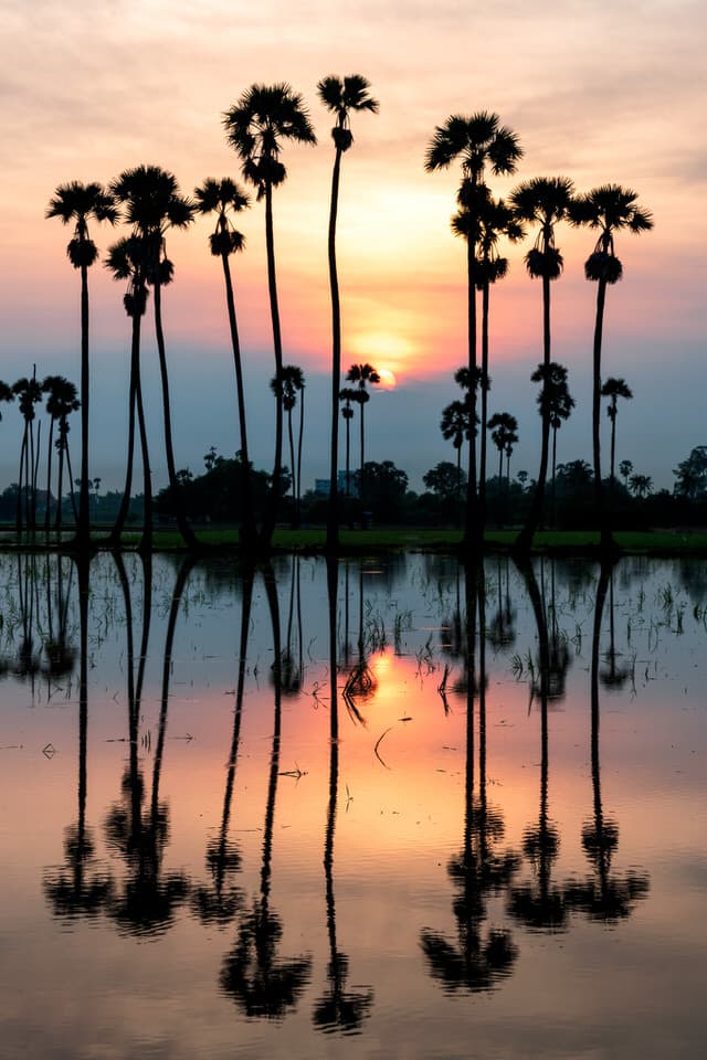 Palm trees reflecting in water at sunrise in Pathum Thani, Thailand