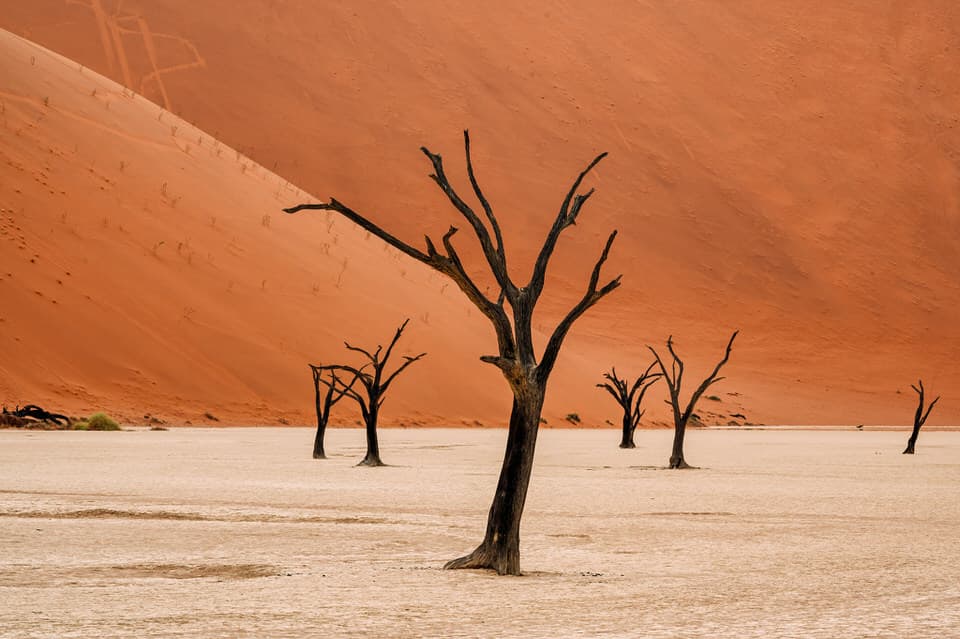 Dead trees in Deadvlei with red sand dunes in the background, Sossusvlei, Namibia