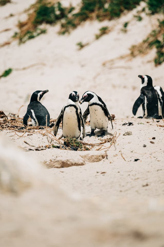 Group of Jackass Penguins standing on the sandy shore of Boulder Beach.