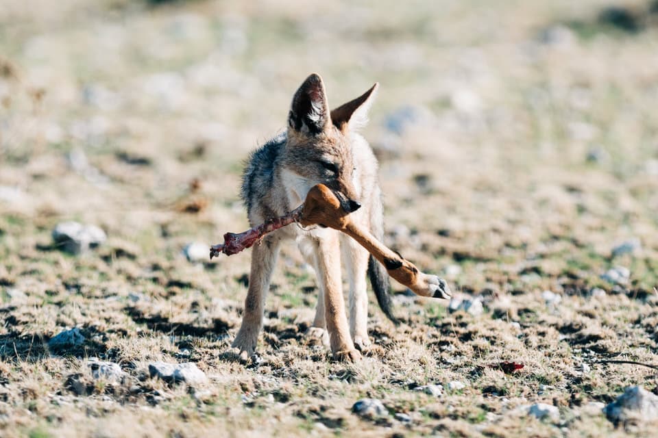 Black-Backed Jackal holding a bone in its mouth in the dry grasslands of Etosha National Park.