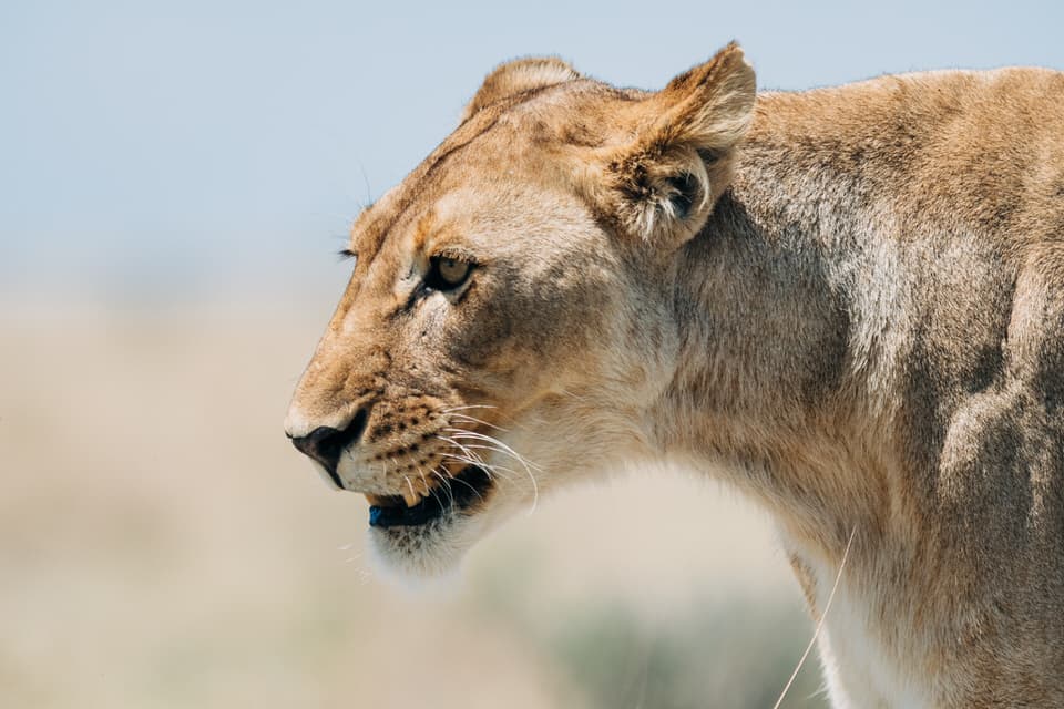 Profile view of a lion in the savannah of Etosha National Park.