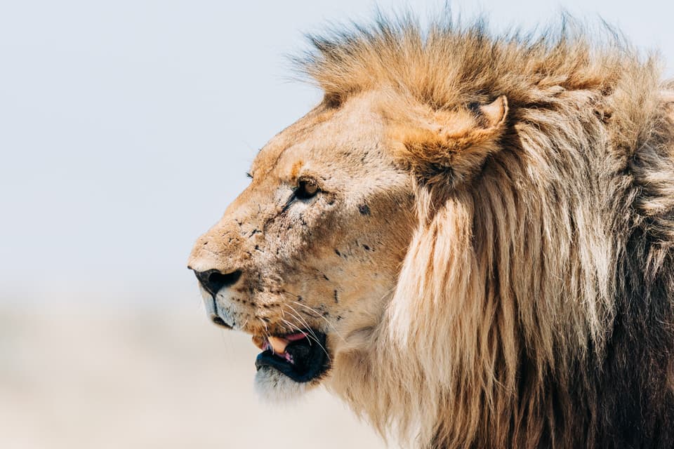 Close-up of a male lion with a thick mane in the savannah of Etosha National Park.