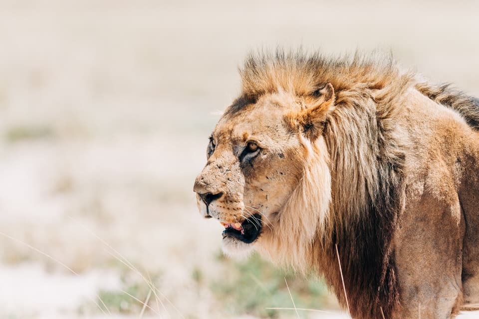 Close-up of a male lion with a thick mane in the savannah of Etosha National Park.