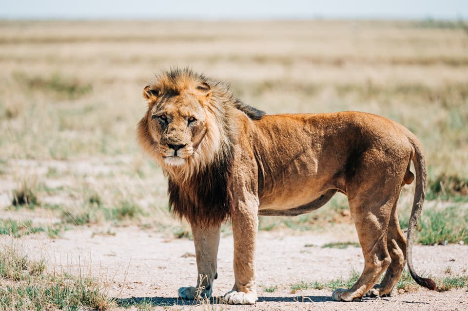 Close-up of a male lion with a thick mane in the savannah of Etosha National Park.