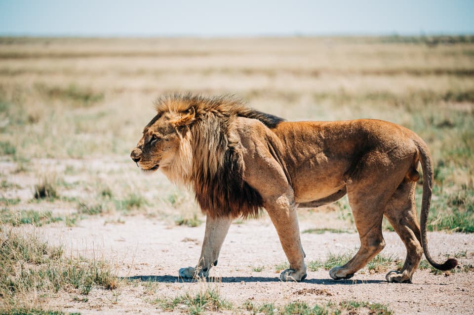 Close-up of a male lion with a thick mane in the savannah of Etosha National Park.