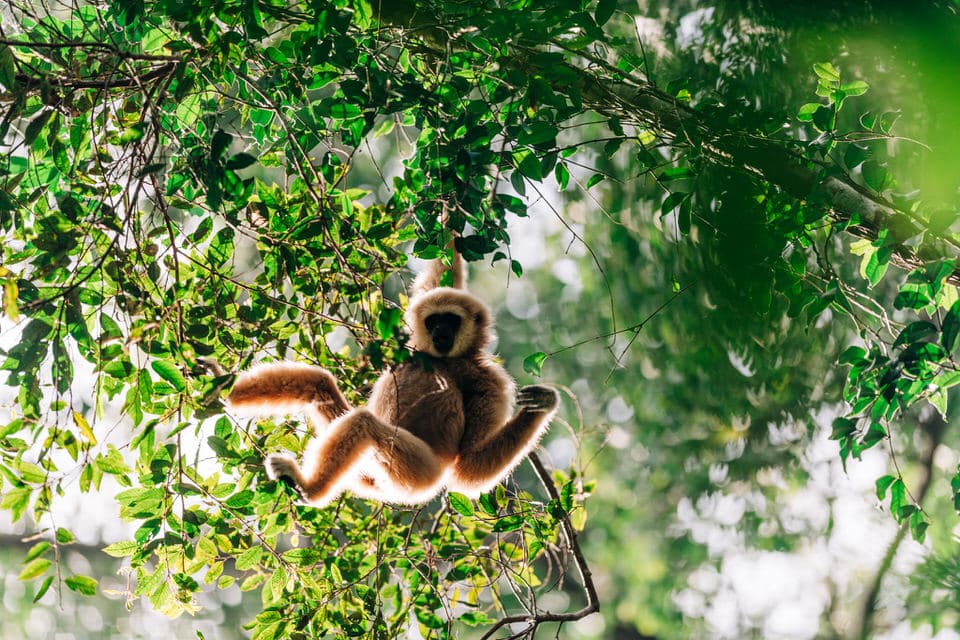 White-handed Gibbon hanging from a tree in the dense forest of Khao Yai National Park.