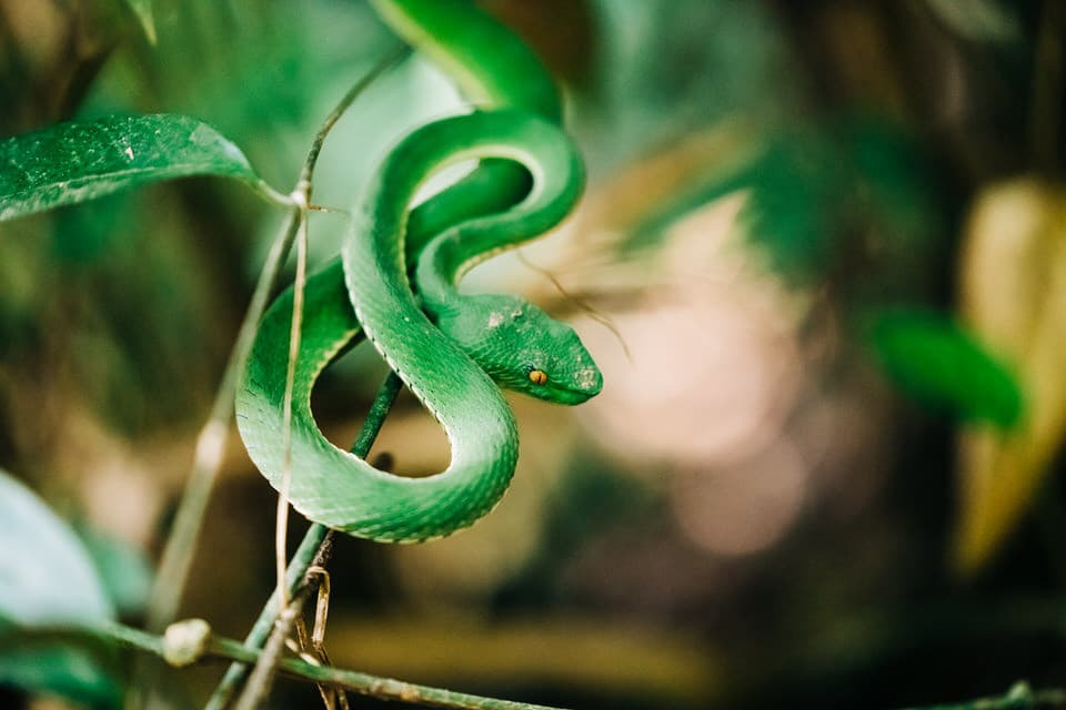 White-lipped Pit Viper coiled on a branch in the forest of Khao Yai National Park.