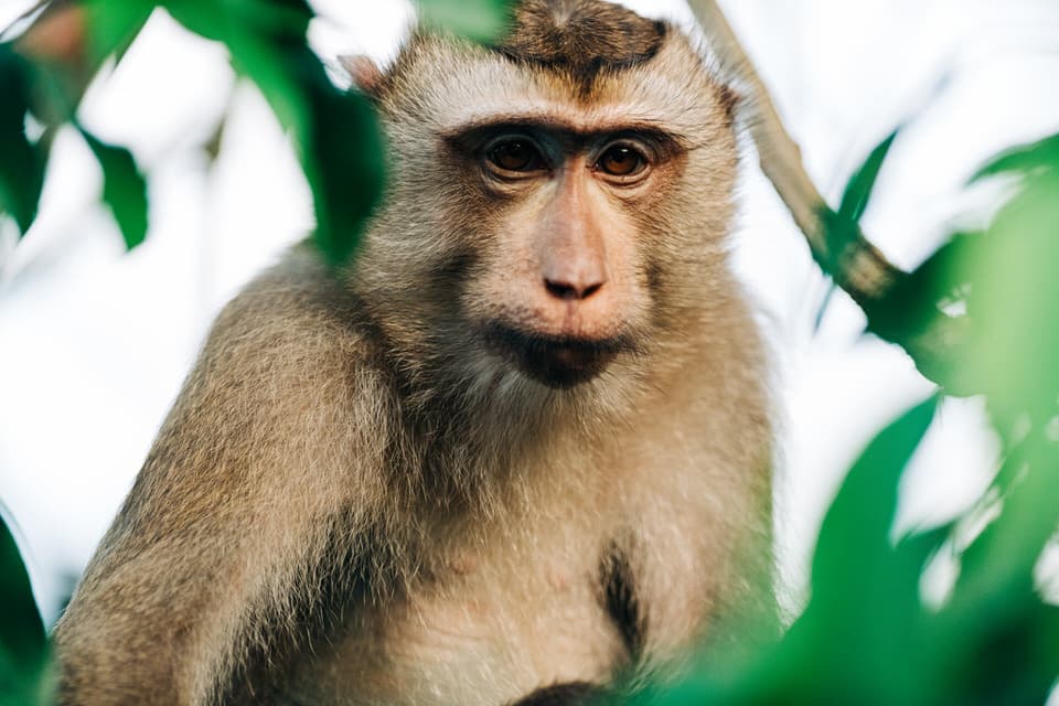 Northern Pig-tailed Macaque gazing into the distance among the trees of Khao Yai National Park.