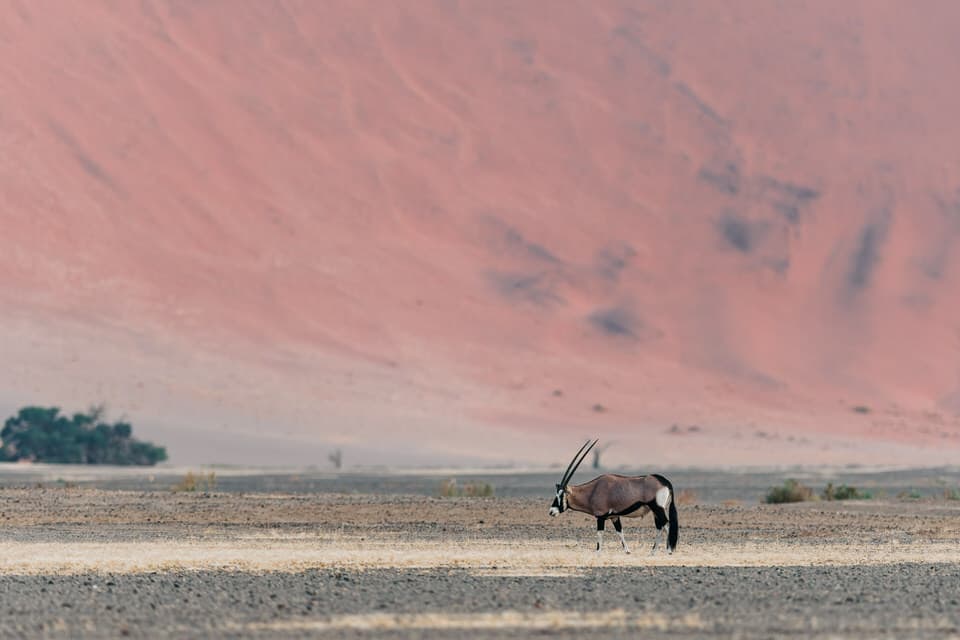 An oryx standing in the desert against the backdrop of Sossusvlei dunes in Namibia.