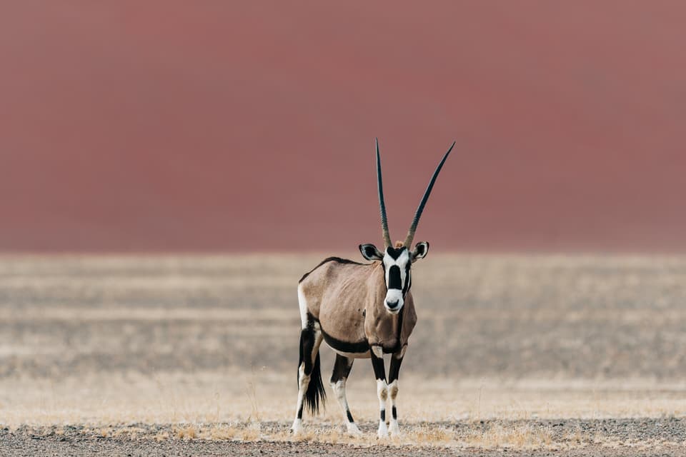 An oryx standing in front of massive dunes in Sossusvlei, Namibia.