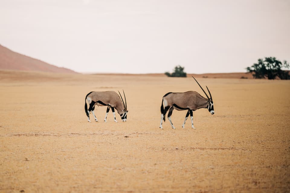 A pair of oryx grazing in the dry plains near Sesriem in Namibia.