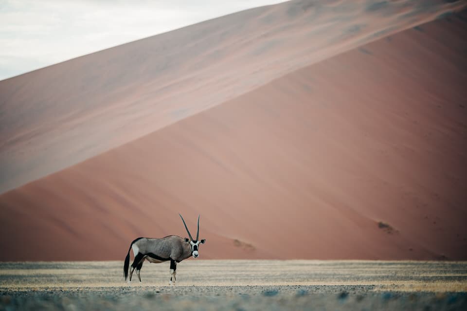 An oryx standing in front of massive dunes in Sossusvlei, Namibia.