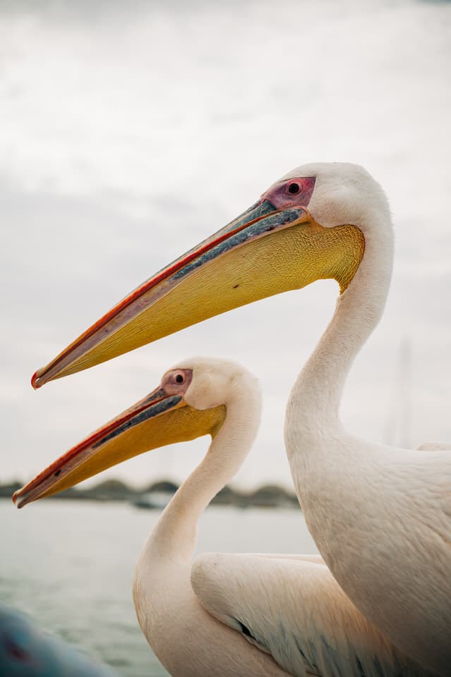 A close-up of a pelican's head and bill in Swakopmund, Namibia.