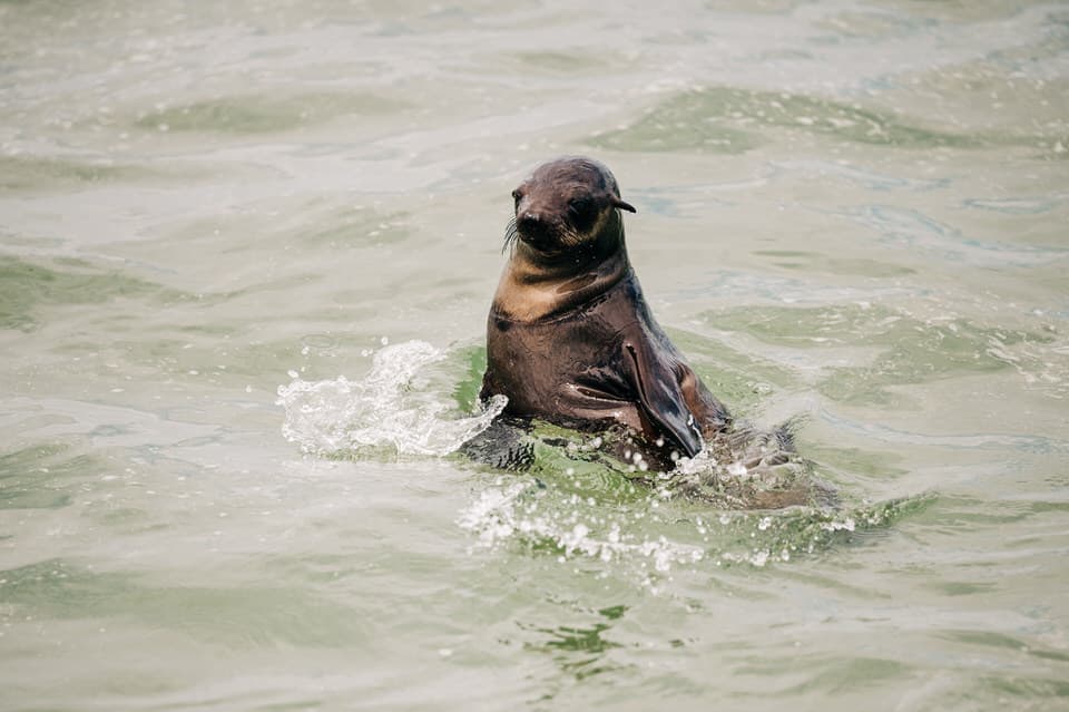 A Cape fur seal swimming in the ocean near Swakopmund, Namibia.