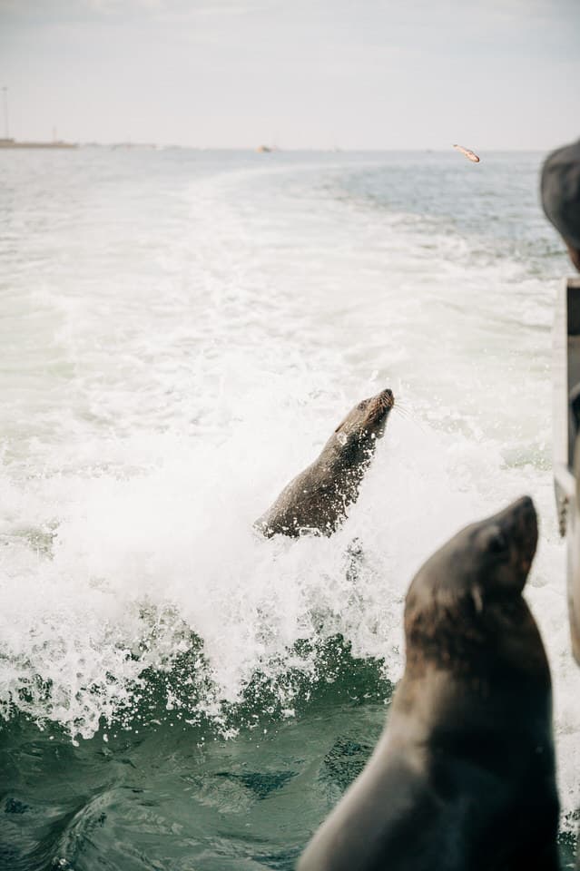 A Cape fur seal jumping out of the water near Swakopmund, Namibia.