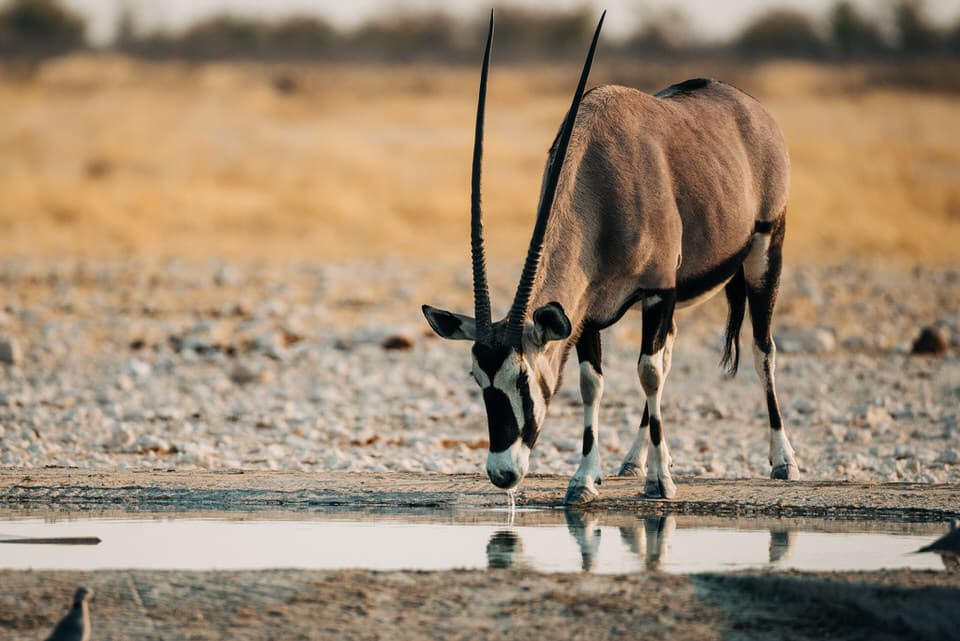 An oryx drinking from a watering hole in Etosha National Park, Namibia.