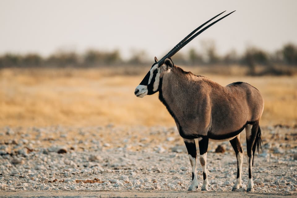 An oryx walking near a watering hole in Etosha National Park, Namibia.