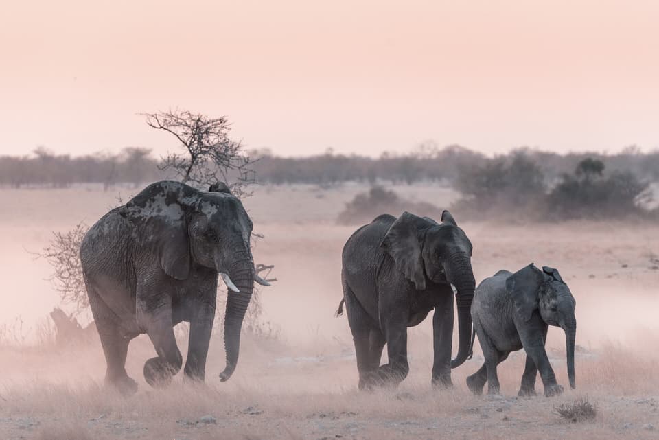 A herd of elephants walking through the savanna in Etosha National Park, Namibia.