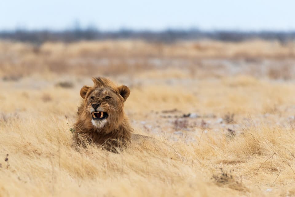 A lion lying in the dry grass of Etosha National Park, Namibia.