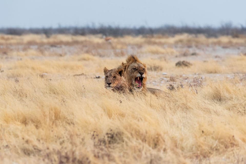 A lion partially hidden in tall grass in Etosha National Park, Namibia.