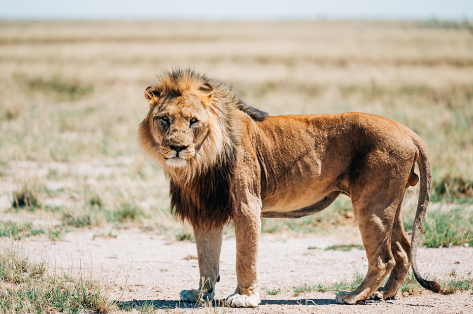 Etosha National Park, Namibia – Lion photo