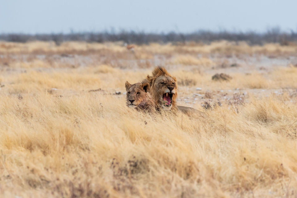Etosha National Park, Namibia – Lions photo